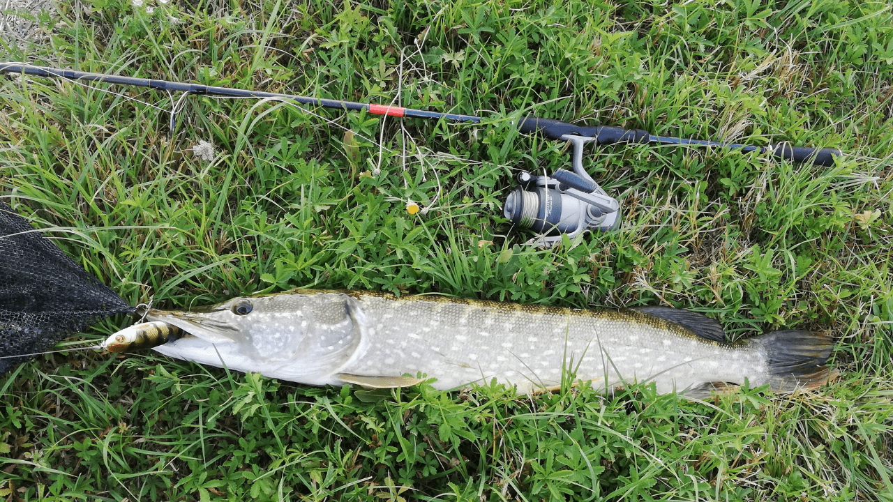 Pêche du brochet en surface 2 leurres à avoir dans sa boîte